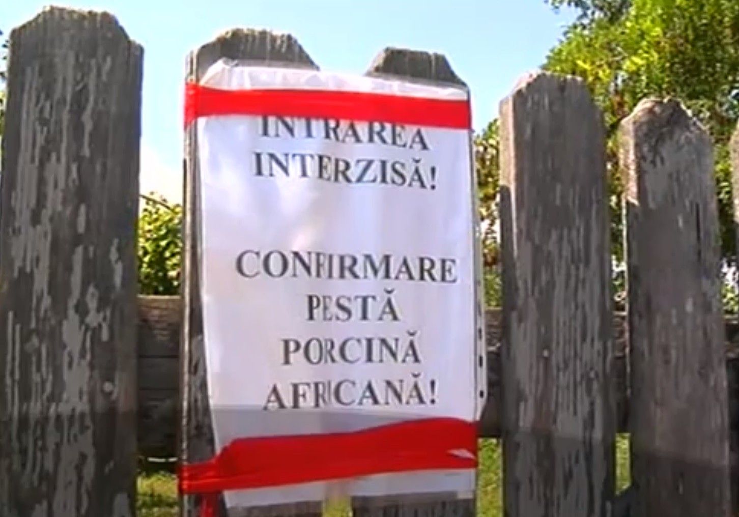 pesta porcina africana