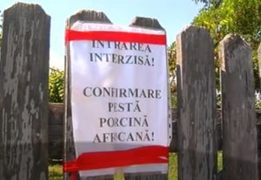 Cela mai noi detalii privind evoluția pestei porcine africane, publicate de ANSVSA. Teleormanul stă cel mai rău