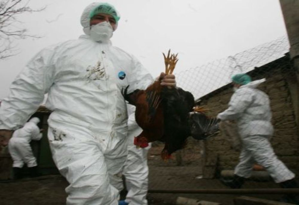 Măsuri întreprinse de ANSVSAca urmare a confirmării focarelor de gripă aviară în Polonia