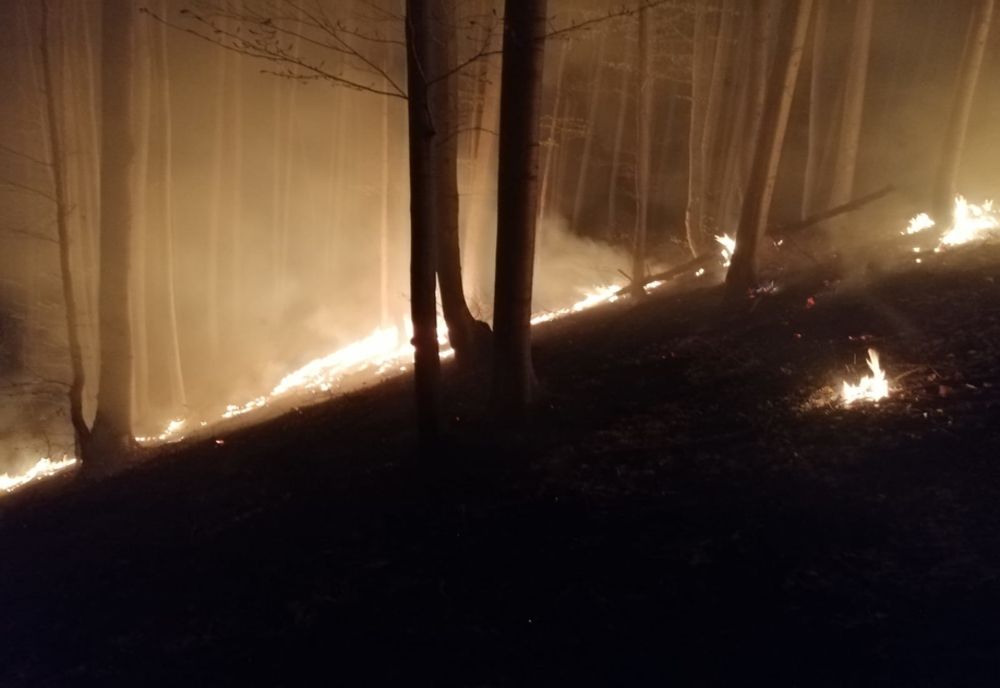 Video| Dezastru la Iedera, în Dâmbovița. 20 de hectare de pădure cuprinse de flăcări, pornite de la o incendiere de vegetație