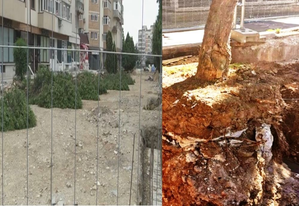 Târgoviște: Zonă verde pusă la pământ de administrația locală. Primăria spune că acțiunea e justificată-"Copacii erau uscați"