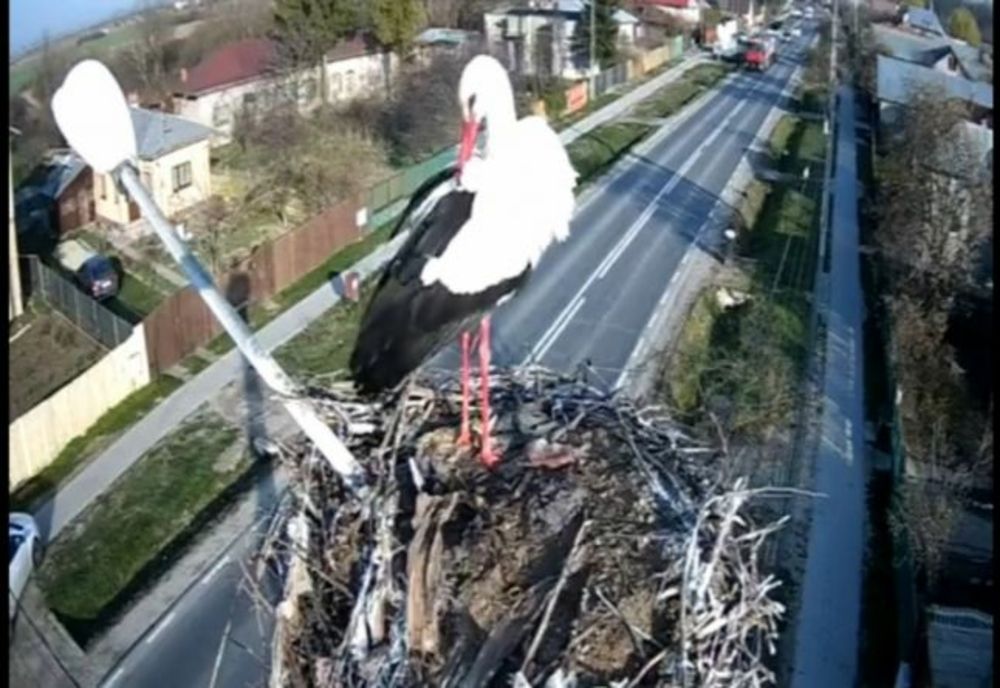 O barză, vedetă într-un oraș din Dâmbovița. Pasărea poate fi urmărită live direct din cuib