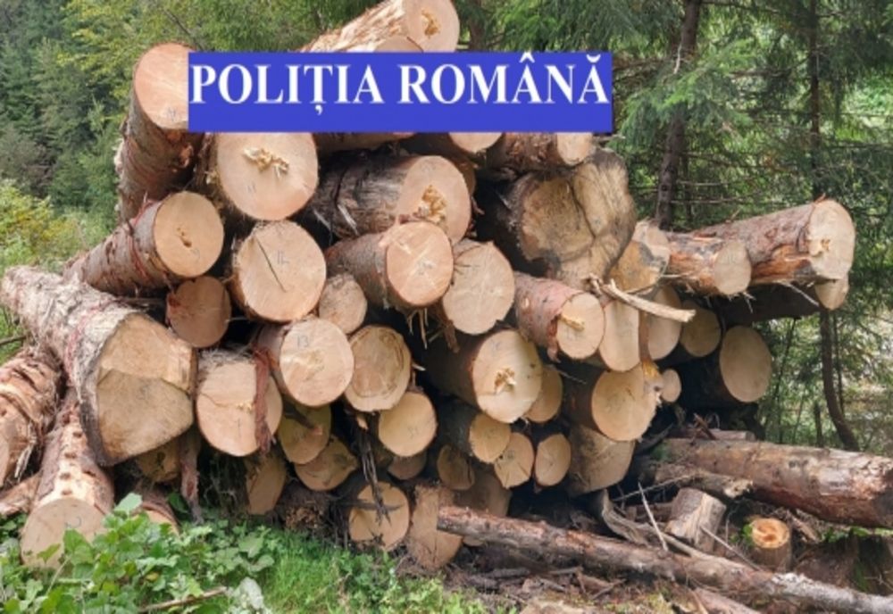 Dâmboviţa. Material lemnos în valoare de peste 15.000 de lei, confiscat de polițiști, de la un agent economic din Crevedia