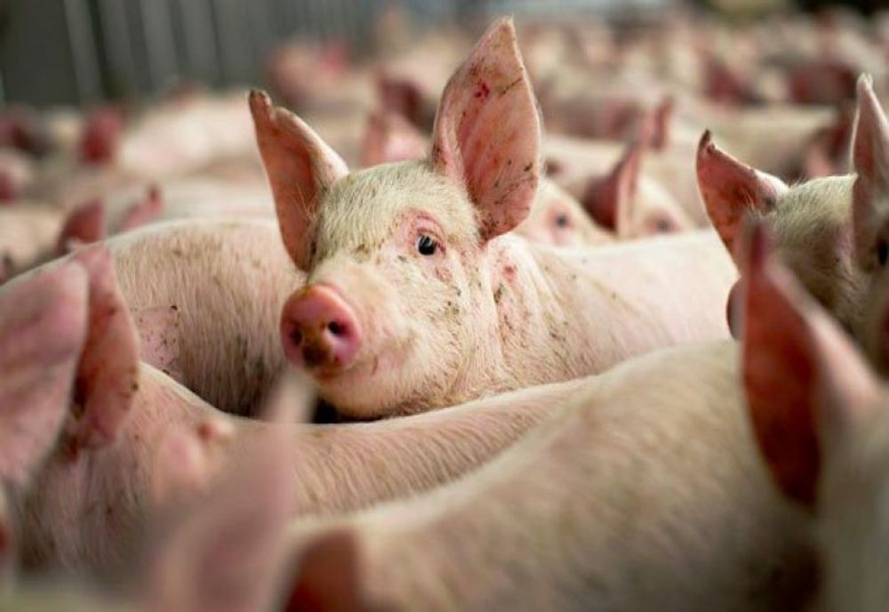 Trei focare de pestă porcină în judeţul Dâmboviţa