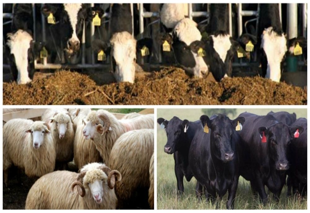 ROMÂNIA ACTIVEAZĂ STAREA DE ALERTĂ VETERINARĂ. MĂSURI DURE PENTRU A BLOCA FEBRA AFTOASĂ