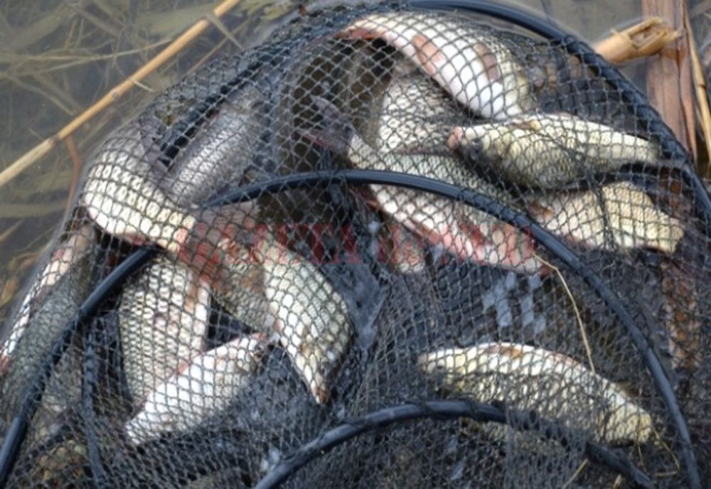 STUDIU. Microplastice în șprot, rapană și midii de pe coasta românească