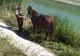 Pompierii solicitați să salveze un cal