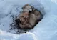 Medicii ne recomandă să avem grijă de animale în perioadele cu temperaturi scăzute şi căderi de zăpadă
