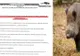 Pesta porcină africană lovește iarăși Dâmbovița. DSVSA confirmă focarul de la Butimanu