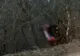 Accident spectaculos pe DN 71. S-a oprit în copacii de la marginea drumului