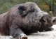 Peste 1.000 de porci, uciși de vânători. Reclamațiile sătenilor, dar și pesta porcină, îi aduc în fața puștii