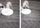 Foto-video| Un tânăr din Dâmbovița șochează internetul, cu imagini în care o pisică este omorâtă de ogarii săi