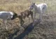 Surprinși la vânătoare cu ogari, trei tineri au rămas fără animale, mașină și câteva obiecte