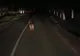 VIDEO Pui de urs fugrit pe DN 71, în dreptul localității Moțăieni