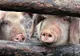 Dâmbovița. Ce sumă vor primi gospodarii afectați de virusul pestei porcine