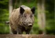 Accident neobișnuit provocat de un porc mistreț, în Dâmbovița