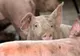 România, împânzită de focare de pestă porcină. Situația în Dâmbovița, la zi