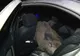 FOTO Un șofer care circula pe DN 71 s-a trezit cu o namilă de miștreț în mașină