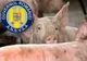 Bilanț ANSVSA: Numărul focarelor de pestă porcină africană este în scădere. În Dâmbovița focarele se înmulțesc