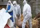 Încă un focar de pestă porcină africană confirmat în Dâmbovița, la Răscăieți