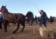 IPJ Dâmbovița intervine în cazul ritualului denumit "Botezul Cailor", de la Mogoșești. Dosare penale pentru proprietarii de animale