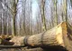 Moarte suspectă. Bărbat de 39 de ani, ucis de un copac pe care voia să îl taie ilegal, lângă Fieni