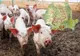 Situație actuală a evoluției pestei porcine africane. Vezi harta răspândirii virusului