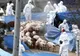 Două focare de pestă porcină africană au fost declarate "stinse", în Dâmbovița, în ultima săptămână