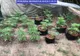 Percheziții în Dâmbovița și Ilfov, la persoane bănuite de trafic de droguri. Cultură de cannabis înființată ilegal 
