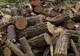 Tânăr cercetat sub control judiciar după ce a sustras arbori dintr-o pădure din Dâmbovița