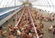 Focar de salmonella descoperit la o fermă de păsări din Dâmbovița. 48.000 de găini vor fi incinerate