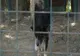 DÂMBOVIȚA: Proiect de regulament privind gestionarea cazurilor de animale aflate în pericol