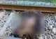 O ursoaică și un pui au fost uciși de tren în județul Dâmbovița