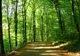 Peste 260.000 de hectare de pădure cadastrate