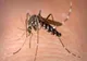 Caz de encefalită acută cu virusul West Nile, confirmat în Dâmbovița