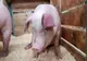 Focar de pestă porcină africană, confirmat în Dâmbovița