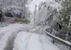 Copaci căzuți pe carosabil din cauza zăpezii, pe Valea Dâmboviței! Pompierii în alertă