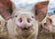 Al doilea focar de pestă? Medicii sanitar-veterinari din Dâmbovița au o nouă suspiciune