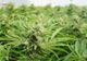 Percheziții la traficanții de droguri. Vindeau cannabis în București