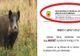 Revoltător! Statul omoară porcii domestici, din cauza pestei, dar vinde carnea porcilor sălbatici