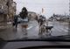 Foto| Orașul "Zoo". În Municipiul Moreni, vacile, câinii vagabonzi și caii fac parte din decorul...urban