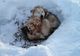 Medicii ne recomandă să avem grijă de animale în perioadele cu temperaturi scăzute şi căderi de zăpadă