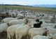 Patru hoți de ovine au fost reținuți de polițiștii dâmbovițeni