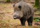 Măsuri disperate de limitare a răspândirii pestei porcine, la granița dintre Dâmbovița și Prahova