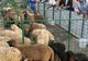 Cinci spații temporare pentru sacrificare animale, înființate în Dâmbovița, în perioada pascală