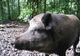 Au fost luate măsuri radicale în focarul de pestă porcină africană de la Runcu