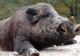 Pesta porcină africană lovește, din nou, Dâmbovița. Focar nou la Runcu, la un porc mistreț