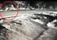VIDEO Urs fugărit de mașini pe DN 71, pentru a fi îndepărtat de case