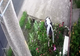 VIDEO Două femei, surprinse, în timp ce furau florile din fața unei gospodării din Răcari