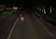 VIDEO Pui de urs fugrit pe DN 71, în dreptul localității Moțăieni